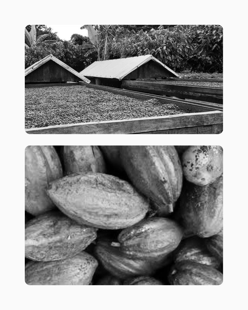 Barcaças de madeira com telhado móvel para secagem solar de amêndoas de cacau no Sul da Bahia. Detalhe de frutos de cacau colhidos e processo técnico de beneficiamento para chocolate de origem.