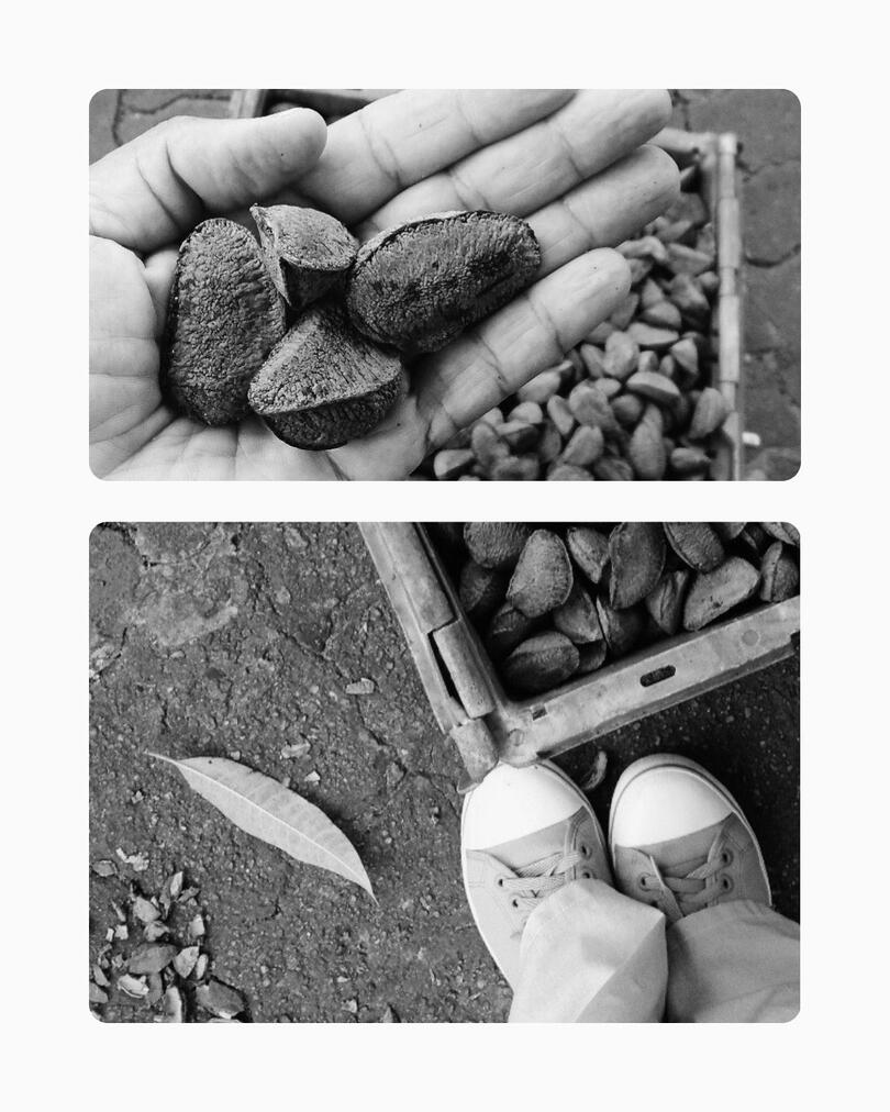 Colagem de fotos com foco em castanha-do-pará in natura, frutos regionais da Amazônia em cestos e detalhe da mão da consultora Denise Facciuto selecionando amêndoas. Representação técnica de diversificação de portfólio para marketing de produtos de origem.