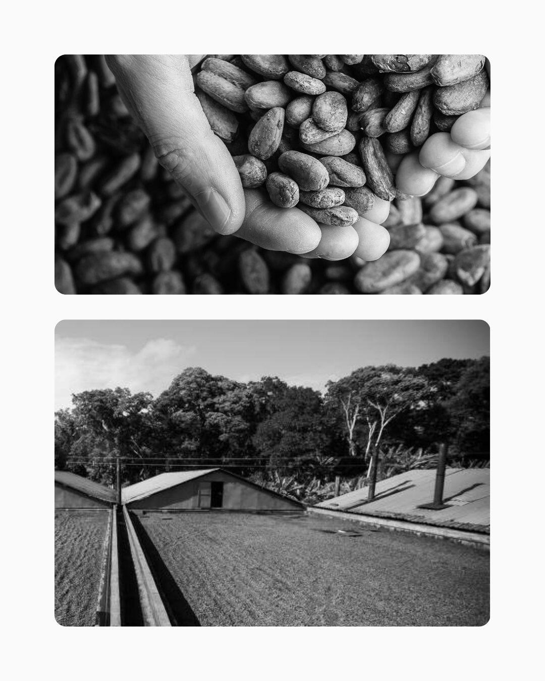 Do solo à prateleira: Acompanhando a colheita no sistema Cabruca para fundamentar estratégias de marca que traduzem a preservação ambiental em rentabilidade real. Plantação de cacau em sistema Cabruca (Mata Atlântica), Sul da Bahia. Ao fundo, amêndoas em processo de secagem em terreiro. Registro de pesquisa de campo para marketing de performance.