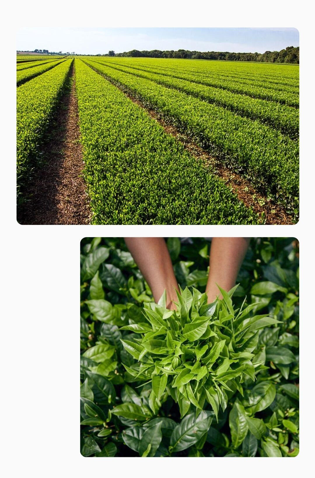 Colagem de imagens sobre Branding de Origem: produtores em colheita manual, detalhe de folhas verdes frescas nas mãos e plantação de chá em linhas simétricas, representando a conversão e performance de vendas para produtos de terroir.