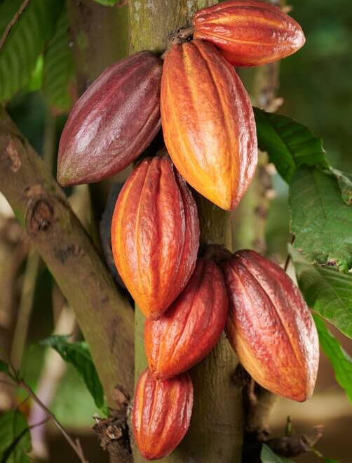 Performance marketing para produtos de origem. Fotografia de mão de Agricultora destacando um fruto maduro de cacau.